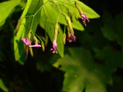2013-07-20_Regina-F-Rau_Kochel-Rabenkopf (045).JPG